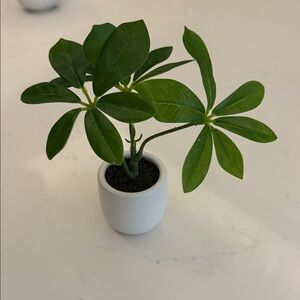 Miniature Green Plant in White Pot